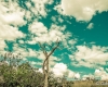 carrancas-minas-gerais48
