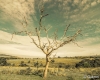 carrancas-minas-gerais66